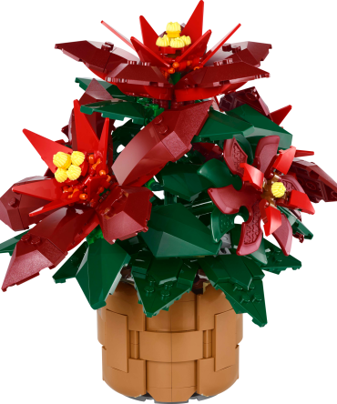 Poinsettia