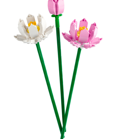 Lotus Flowers