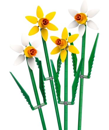 Daffodils